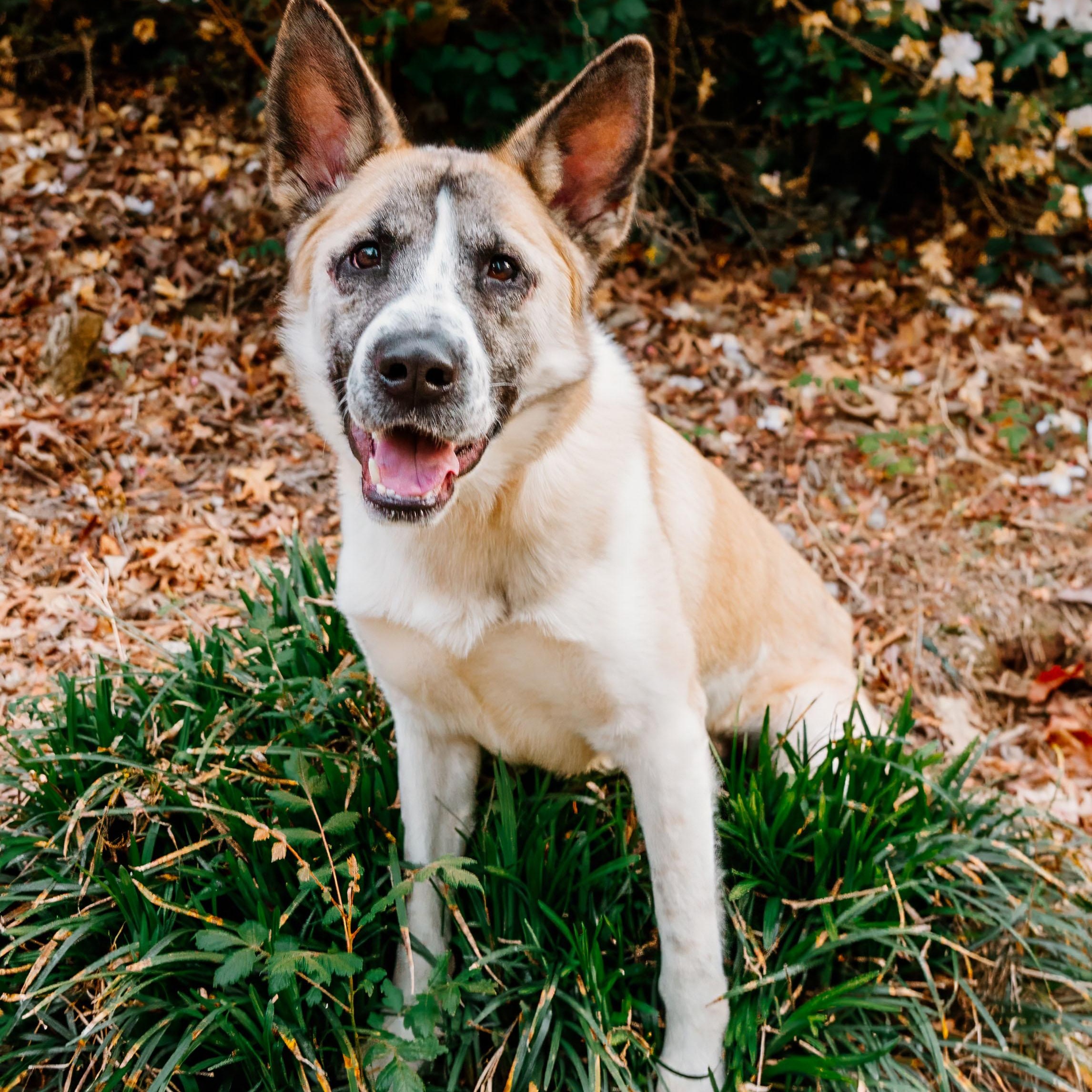 Enlarge Theo, an adopted mixed breed in Rock Hill, SC image 5/6