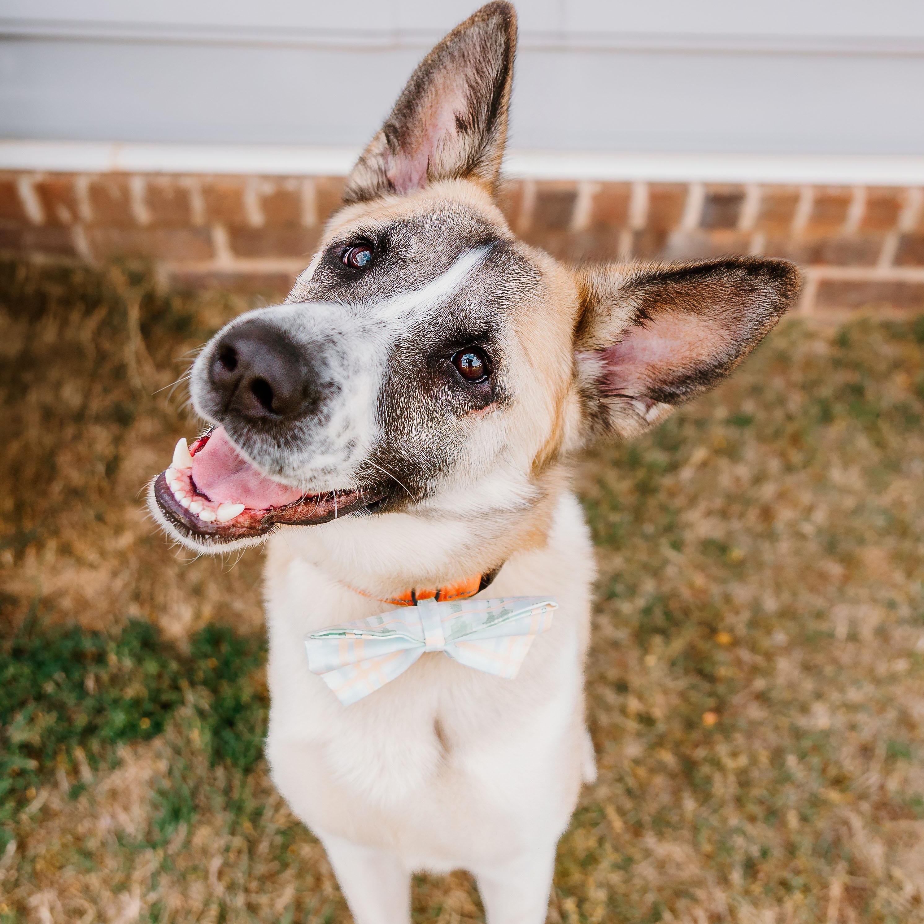 Enlarge Theo, an adopted mixed breed in Rock Hill, SC image 3/6