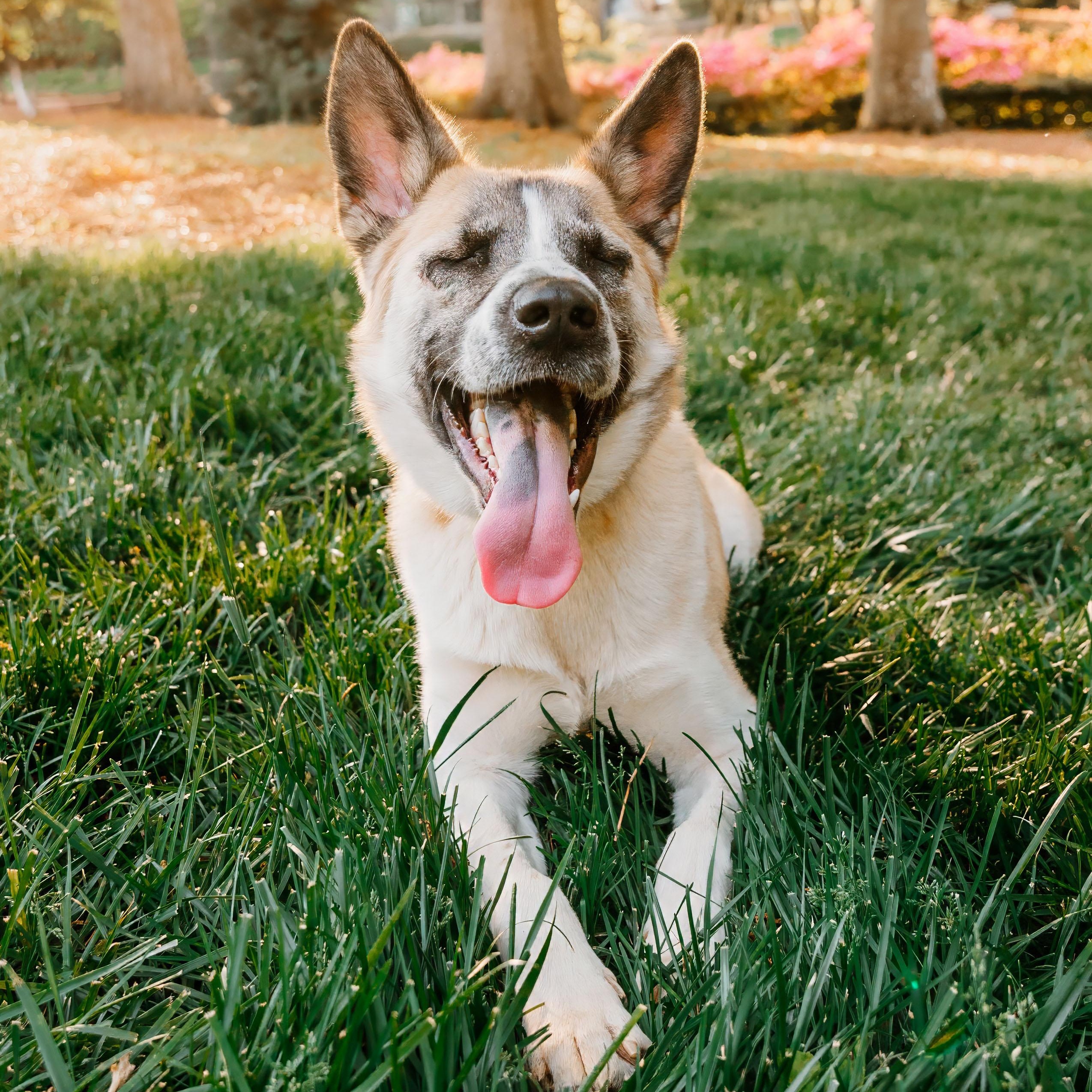 Enlarge Theo, an adopted mixed breed in Rock Hill, SC image 2/6