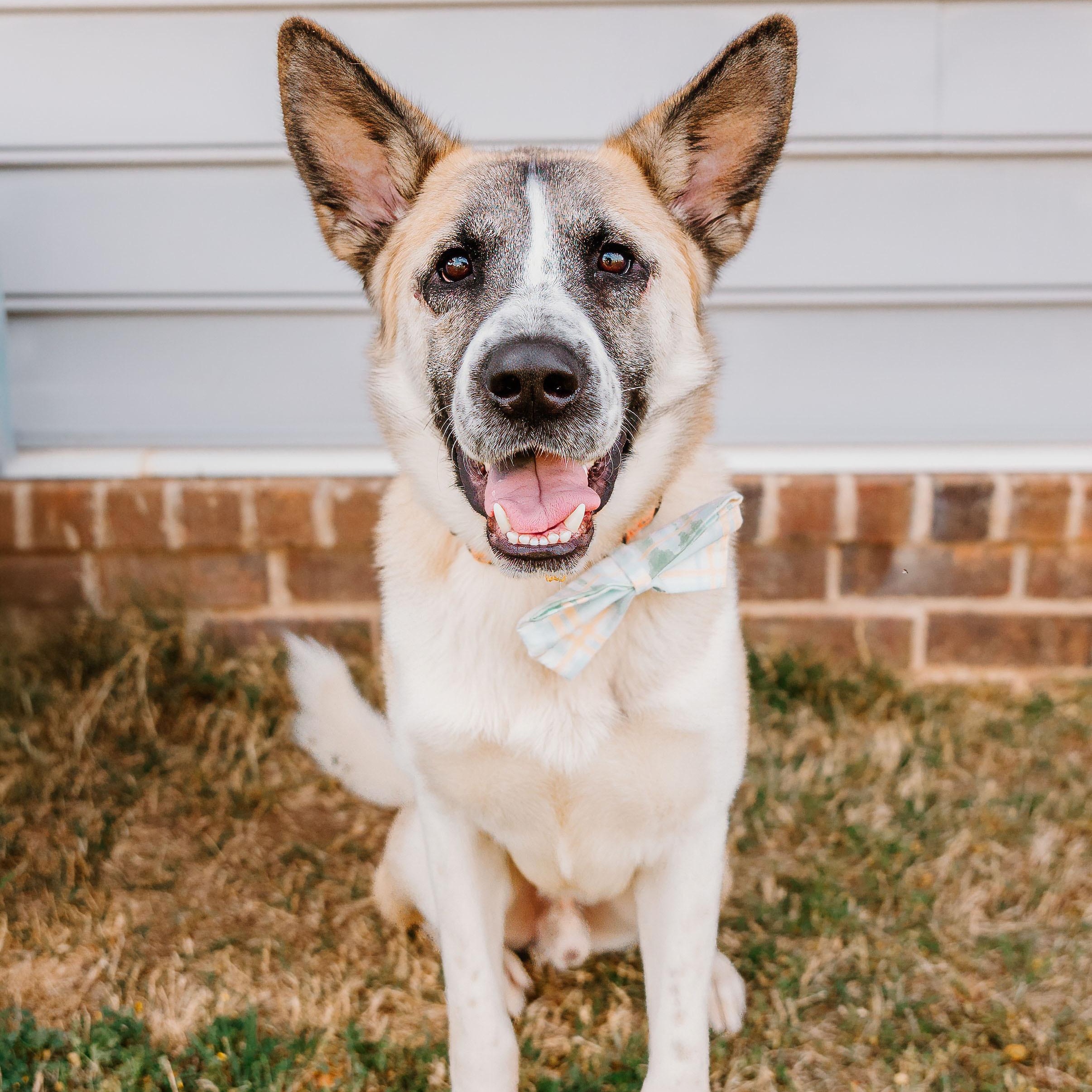 Theo, adopted, Young Male Shepherd & Akita.