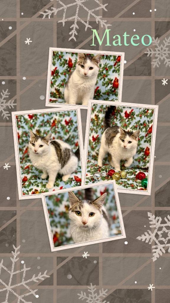 Enlarge Mateo, a Adoptable mixed breed in Rensselaer, IN image 1/1