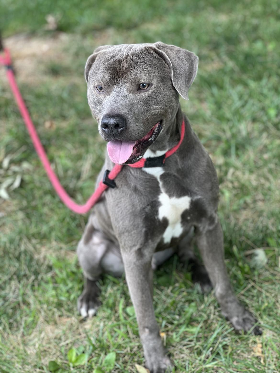 Glacier in a FOSTER home