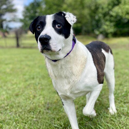 Domino, a Adoptable mixed breed in Leesburg, AL image 1/4