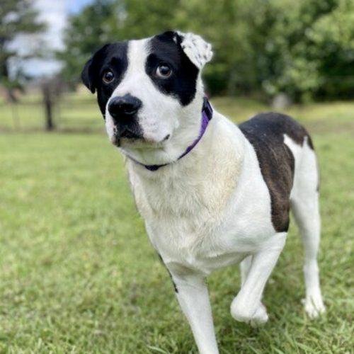 Domino, Adoptable, Young Male Labrador Retriever & Cattle Dog.