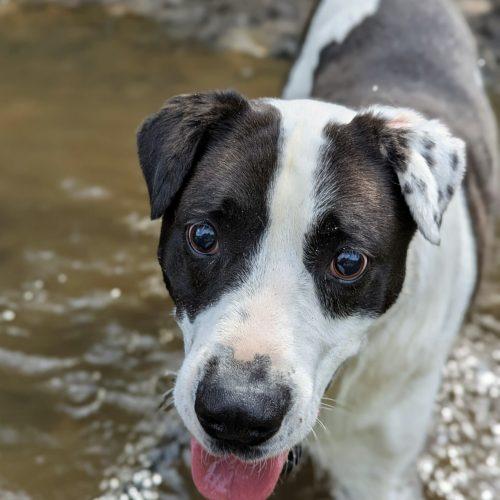 Domino, Adoptable, Young Male Labrador Retriever & Cattle Dog.