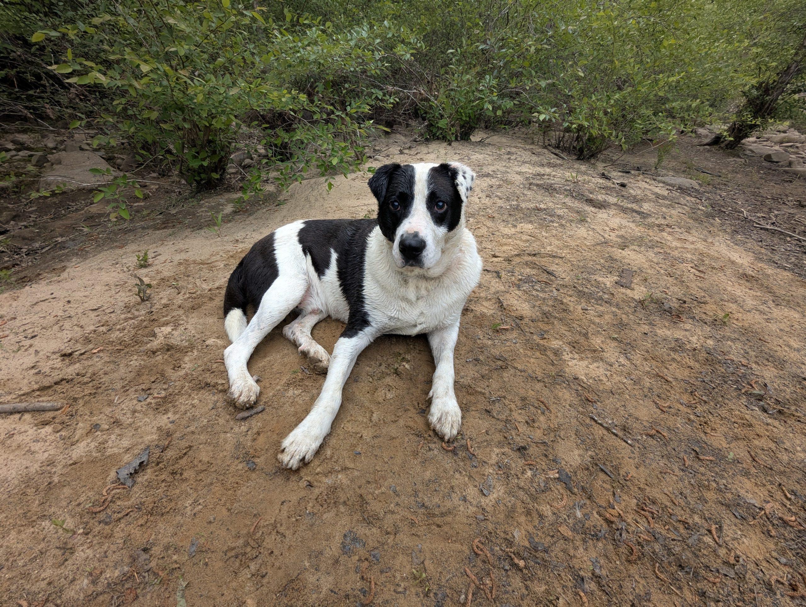 Enlarge Domino, a Adoptable mixed breed in Leesburg, AL image 2/4
