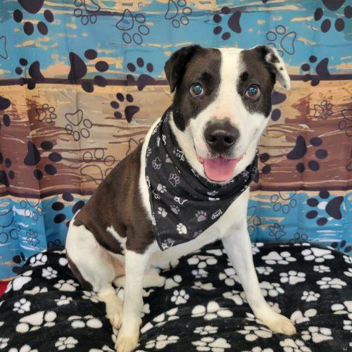 Enlarge Domino, a Adoptable mixed breed in Leesburg, AL image 3/4