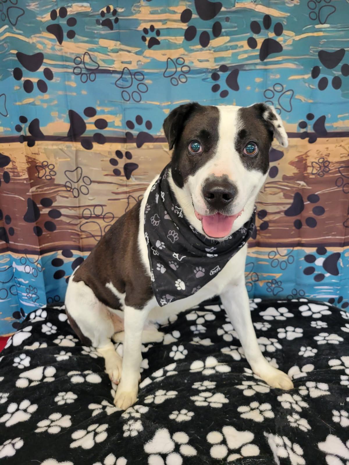 Enlarge Domino, a Adoptable mixed breed in Leesburg, AL image 2/4