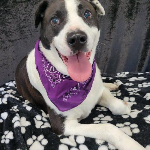 Enlarge Domino, a Adoptable mixed breed in Leesburg, AL image 3/4