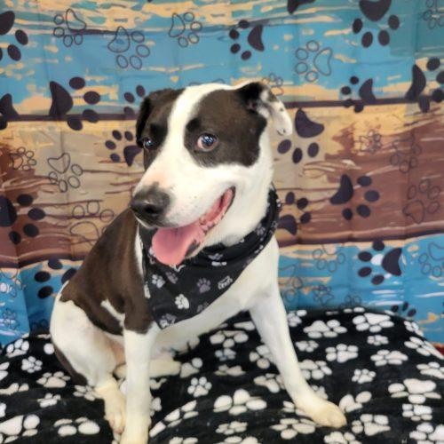 Enlarge Domino, a Adoptable mixed breed in Leesburg, AL image 4/4