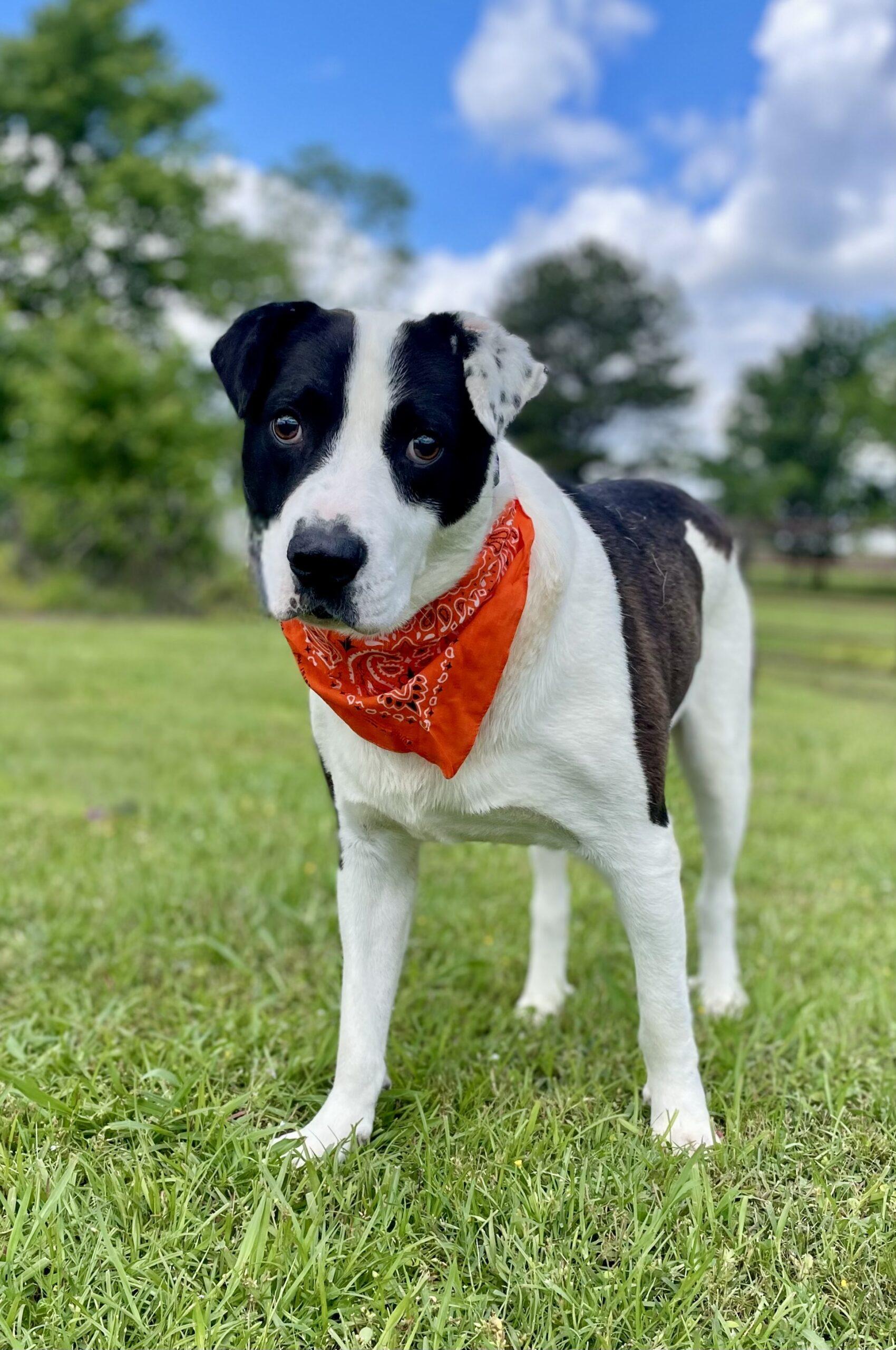 Domino, a Adoptable mixed breed in Leesburg, AL image 2/4