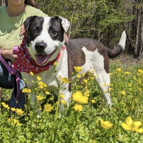 Domino, a Adoptable mixed breed in Leesburg, AL image 3/4