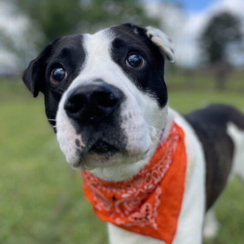 Domino, a Adoptable mixed breed in Leesburg, AL image 4/4