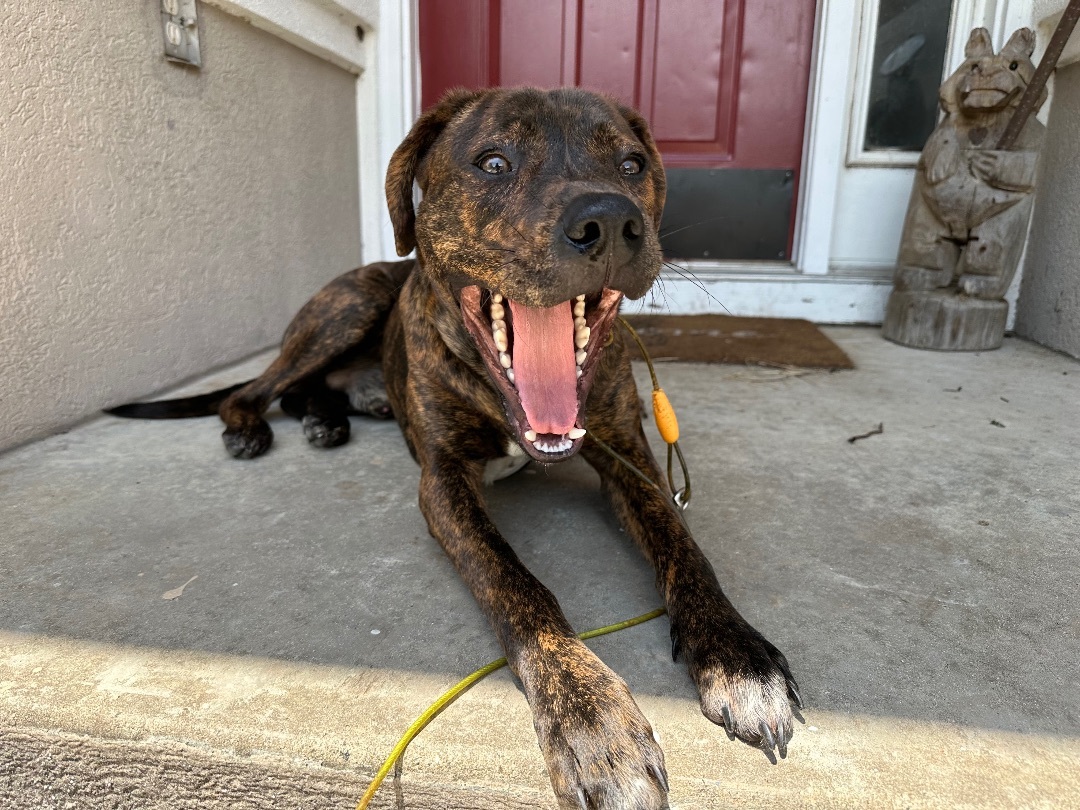 Enlarge Milo, a Adopted Mixed Breed in St Helena Island, SC image 1/3