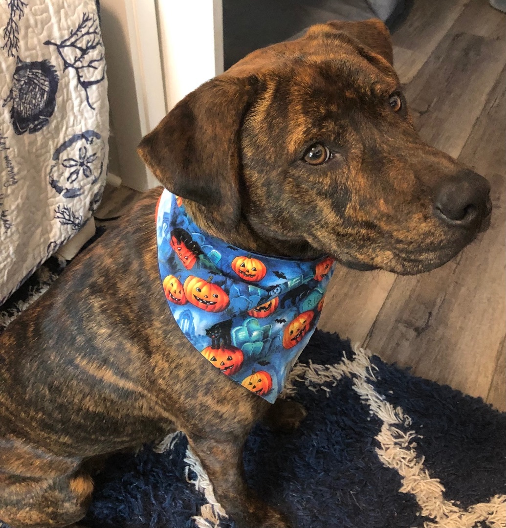 Milo, Adopted, Young Male Mixed Breed.