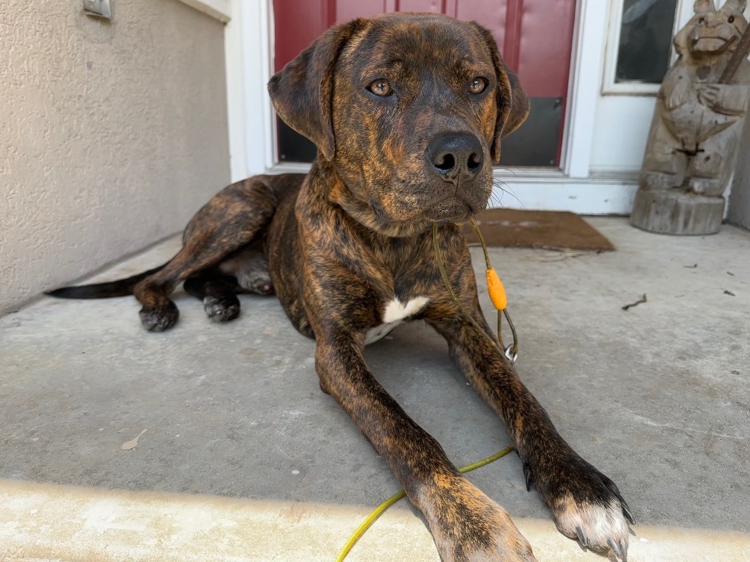 Enlarge Milo, a Adopted Mixed Breed in St Helena Island, SC image 3/3