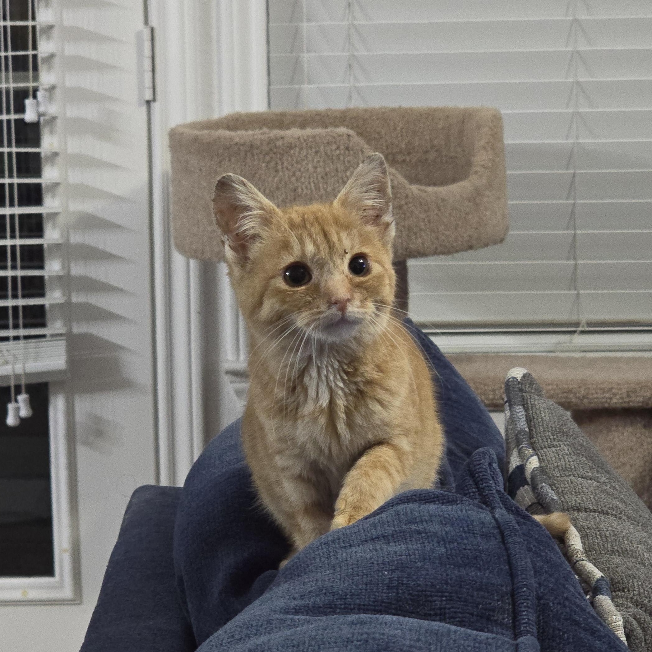 Butternut Squash, adopted, Young Female Domestic Short Hair.