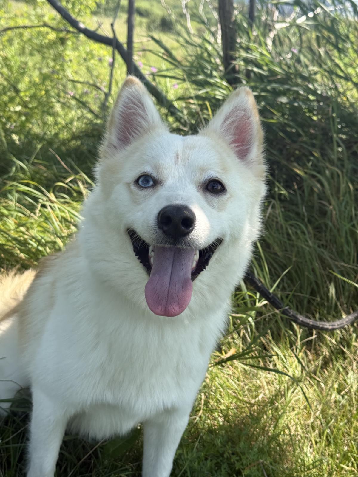 Fez, an adoptable mixed breed in Hamilton, ON image 1/4