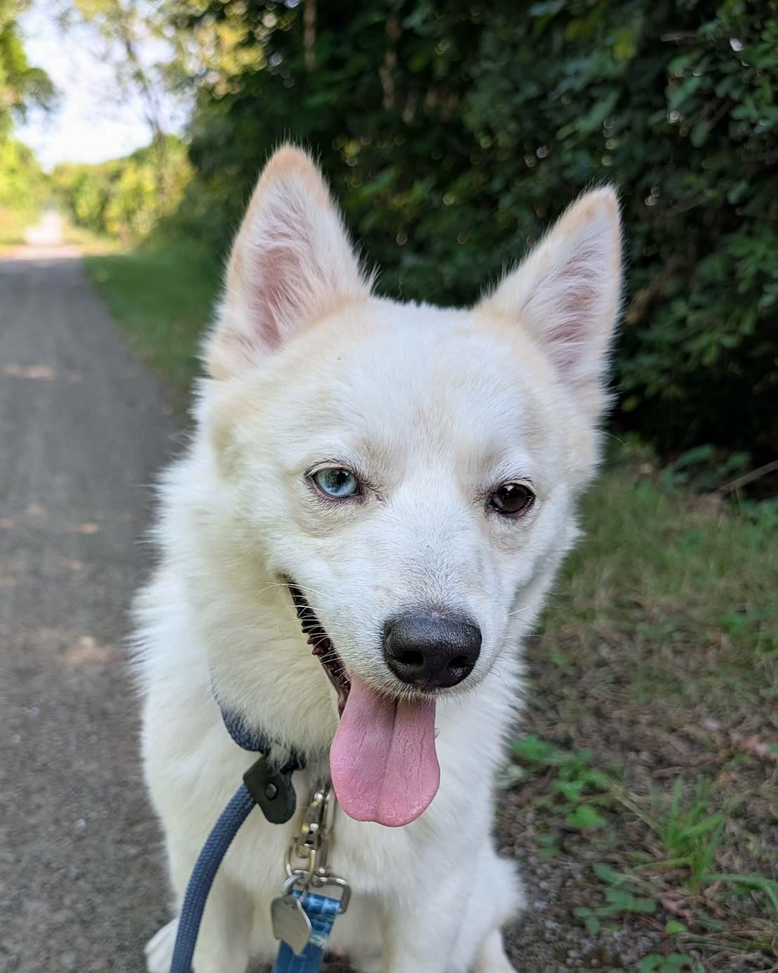 Fez, adoptable, Adult Male American Eskimo Dog.