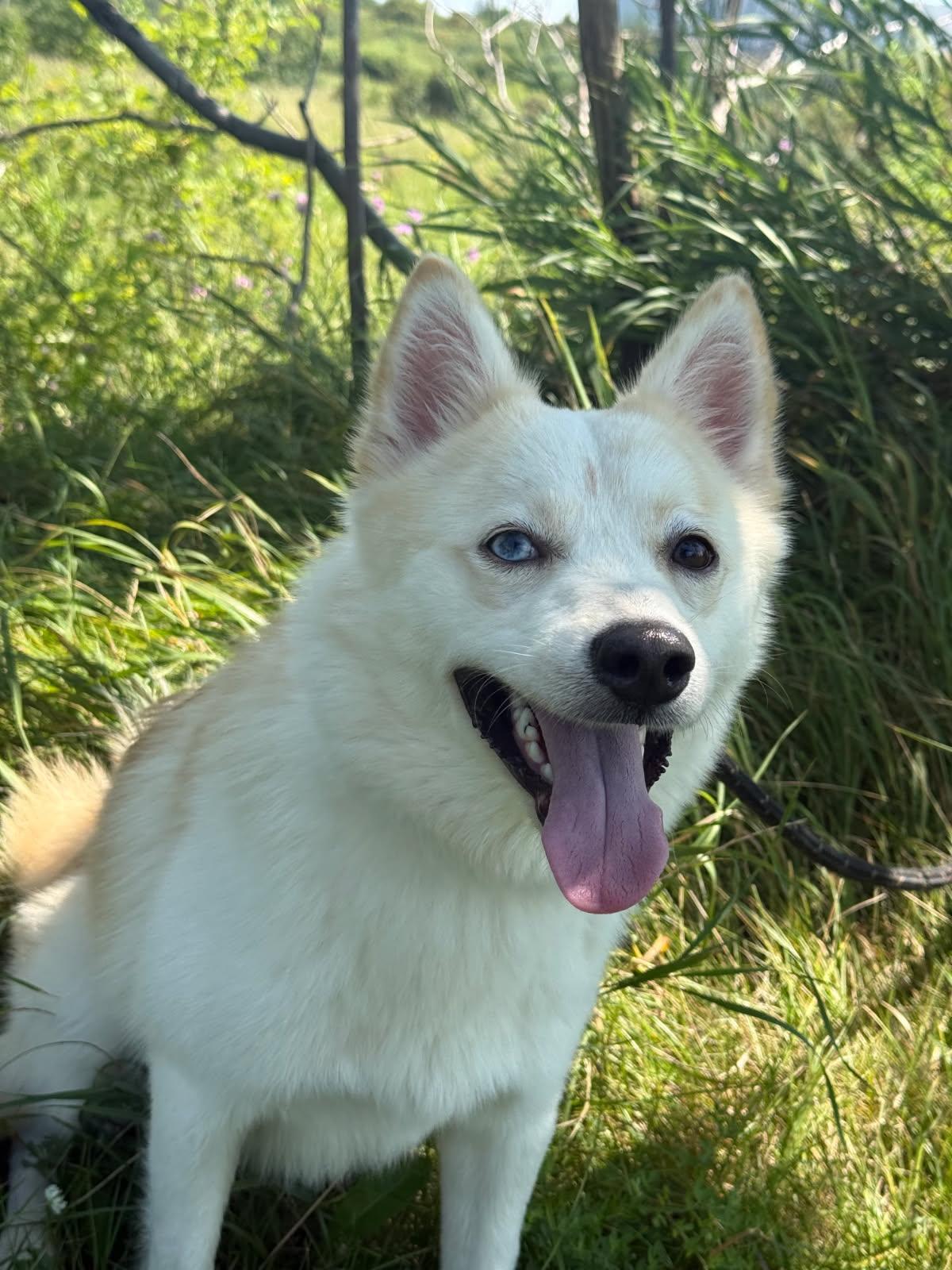 Fez, an adoptable mixed breed in Hamilton, ON image 3/4