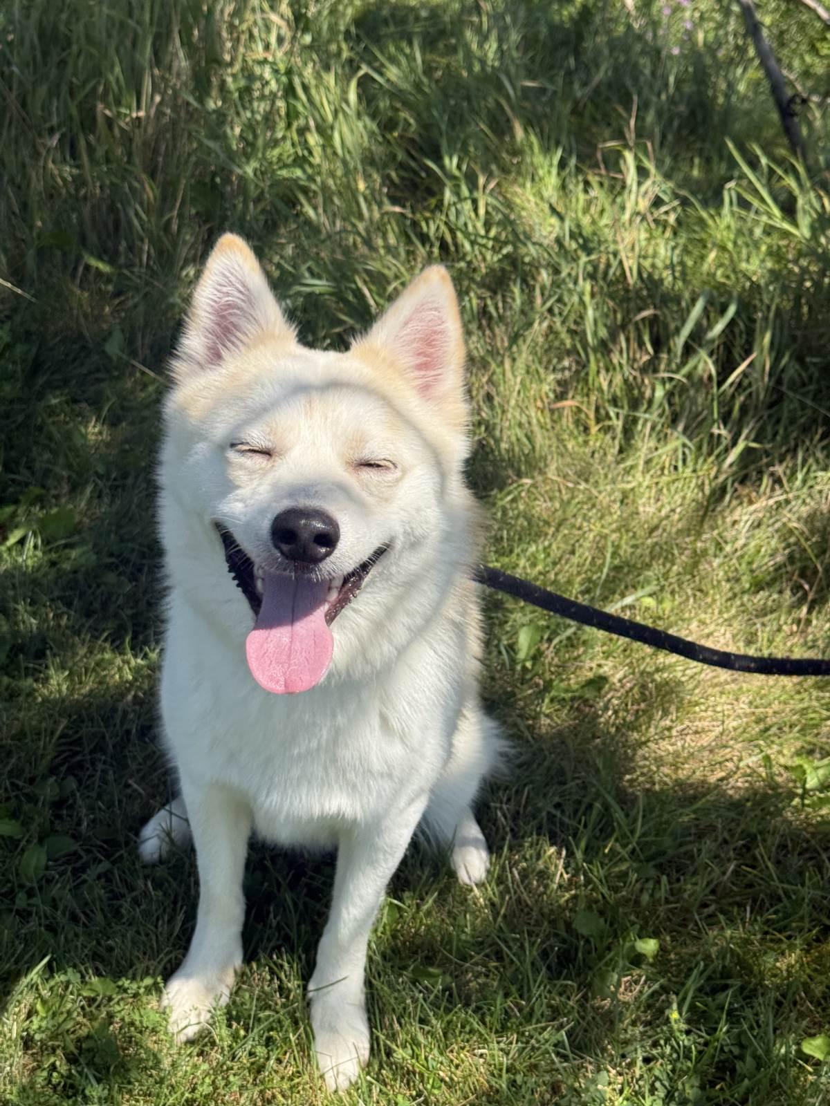 Fez, an adoptable mixed breed in Hamilton, ON image 4/4