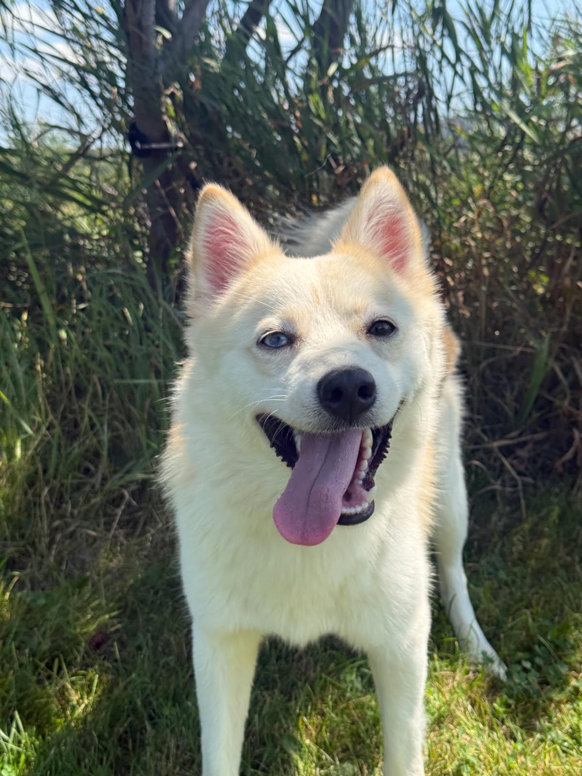 Fez, an adoptable mixed breed in Hamilton, ON image 2/4