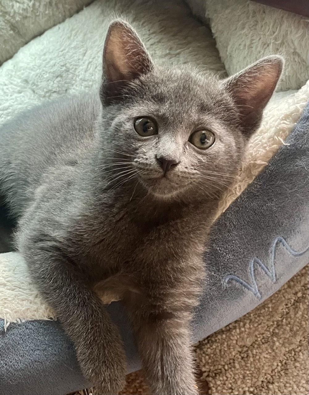 Minnie Mouse, a Adopted Domestic Short Hair in Ventura, CA image 1/3