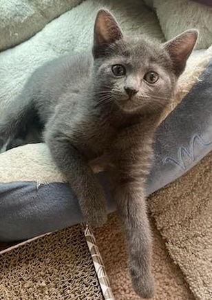 Minnie Mouse, a Adopted Domestic Short Hair in Ventura, CA image 2/3