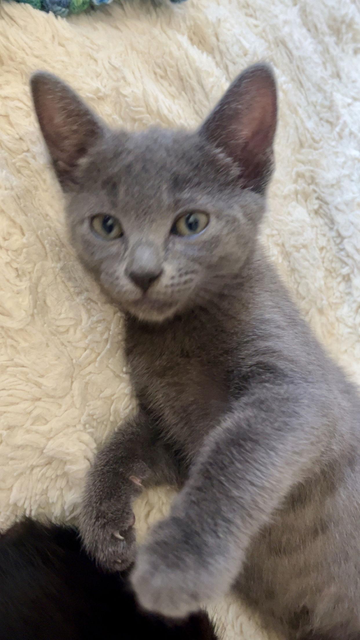 Minnie Mouse, a Adopted Domestic Short Hair in Ventura, CA image 3/3