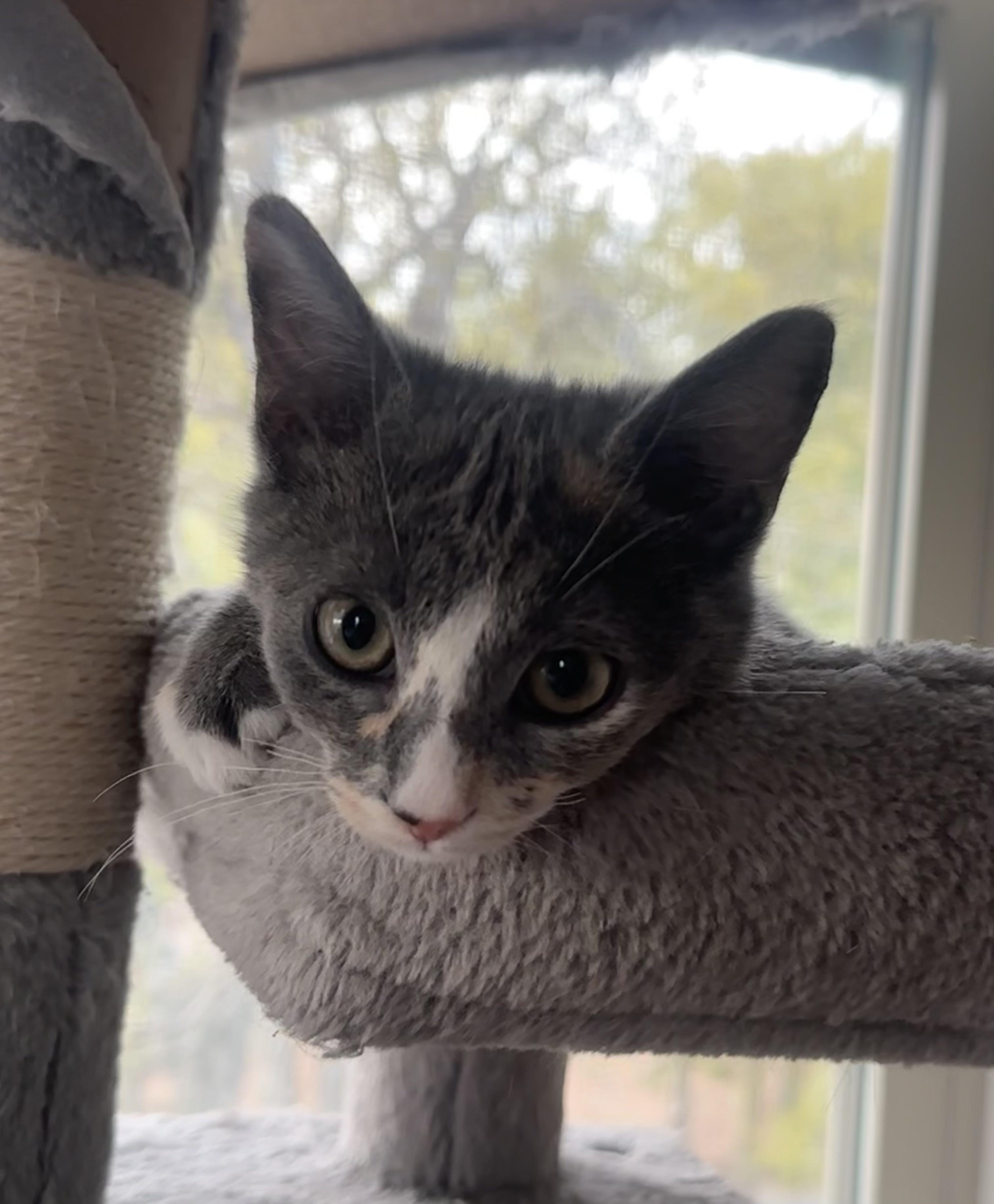 Misty, ADOPTABLE, Young Female Tabby.