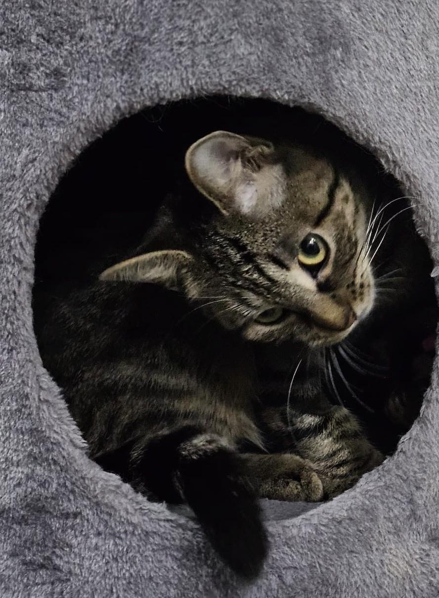 Enlarge Fantine, a Adoptable Domestic Short Hair in Mississauga, ON image 1/2