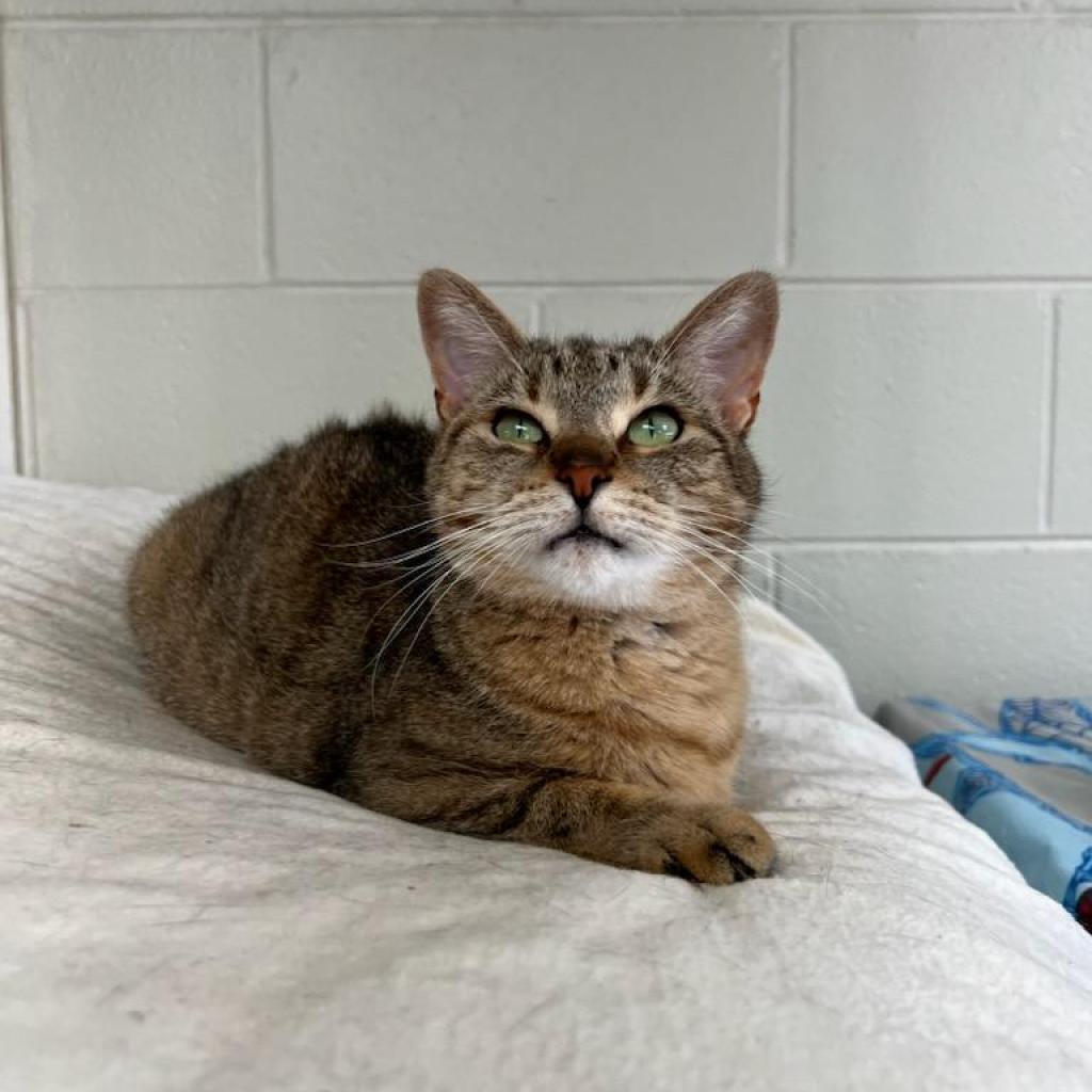 Ginger, Adoptable, Adult Female Domestic Short Hair.