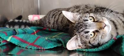 Spock, Adoptable, Adult Male Domestic Short Hair & Domestic Short Hair.