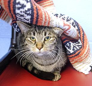 Enlarge Spock, a Adoptable mixed breed in Jamestown, NY image 2/3