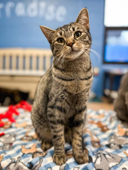 Enlarge Spock, a Adoptable mixed breed in Jamestown, NY image 3/3