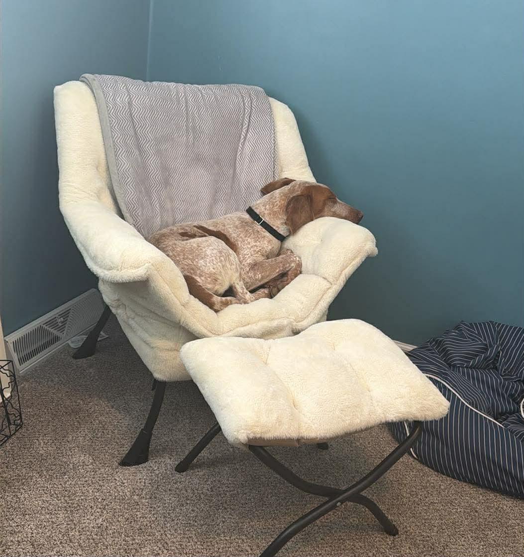 Enlarge Biscoff, a ADOPTABLE American Foxhound in East Amherst, NY image 2/3