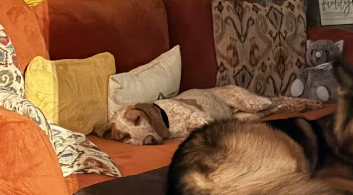 Enlarge Biscoff, a ADOPTABLE American Foxhound in East Amherst, NY image 3/3