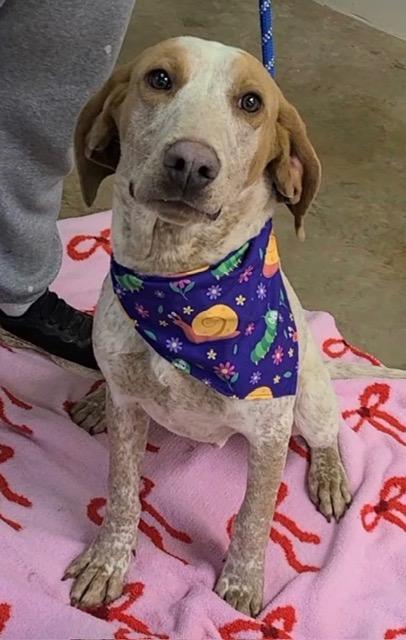 Biscoff, ADOPTABLE, Young Male American Foxhound.