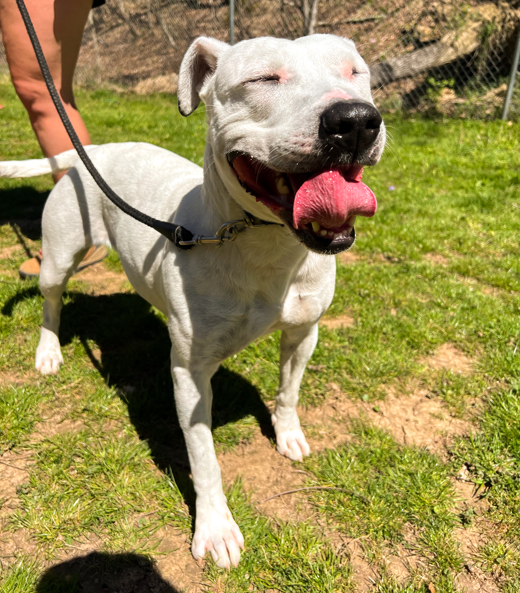 Paisley, a Adoptable mixed breed in Ona, WV image 5/6