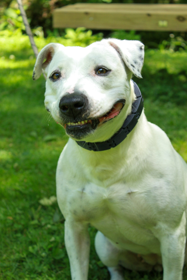 Paisley, a Adoptable mixed breed in Ona, WV image 4/6