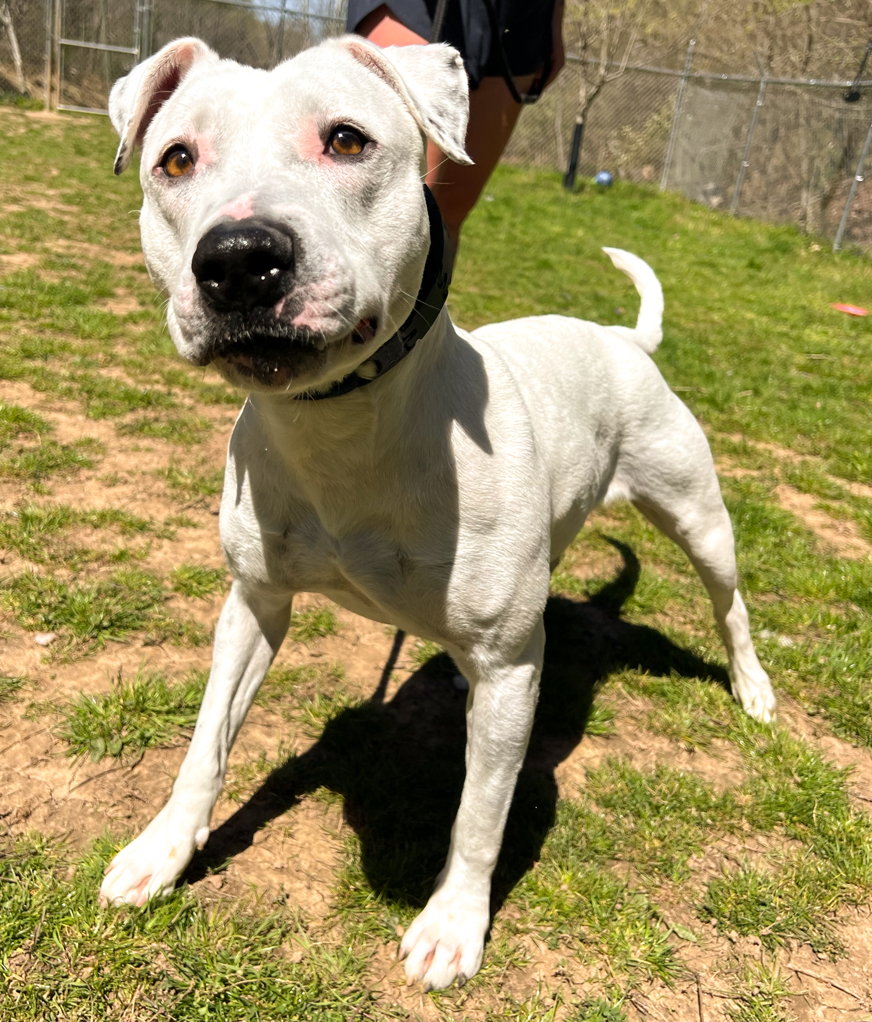 Paisley, a Adoptable mixed breed in Ona, WV image 6/6