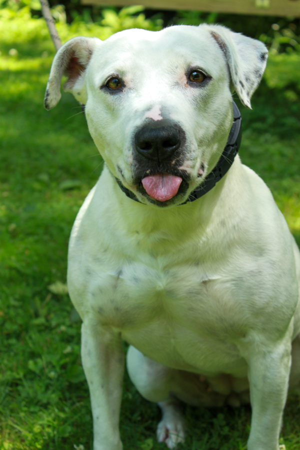 Paisley, a Adoptable mixed breed in Ona, WV image 3/6