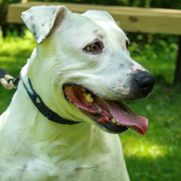 Paisley, a Adoptable mixed breed in Ona, WV image 2/6