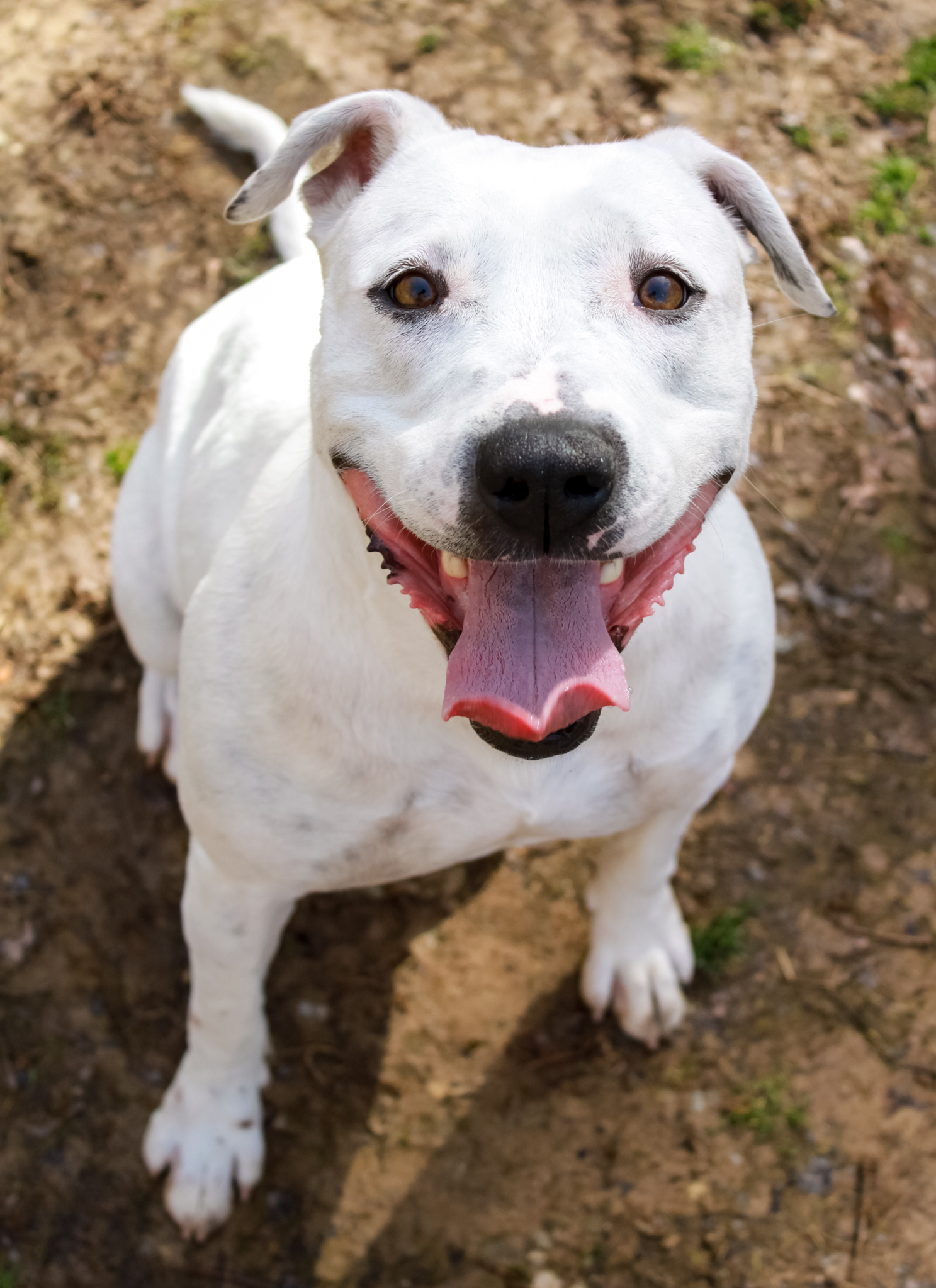 Paisley, Adoptable, Adult Female Pit Bull Terrier.