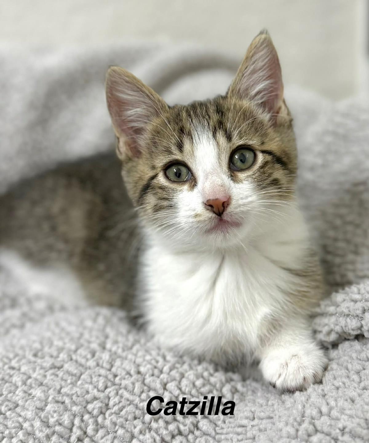 Catzilla Meowtly, Adoptable, Kitten Male Domestic Short Hair & Tabby.