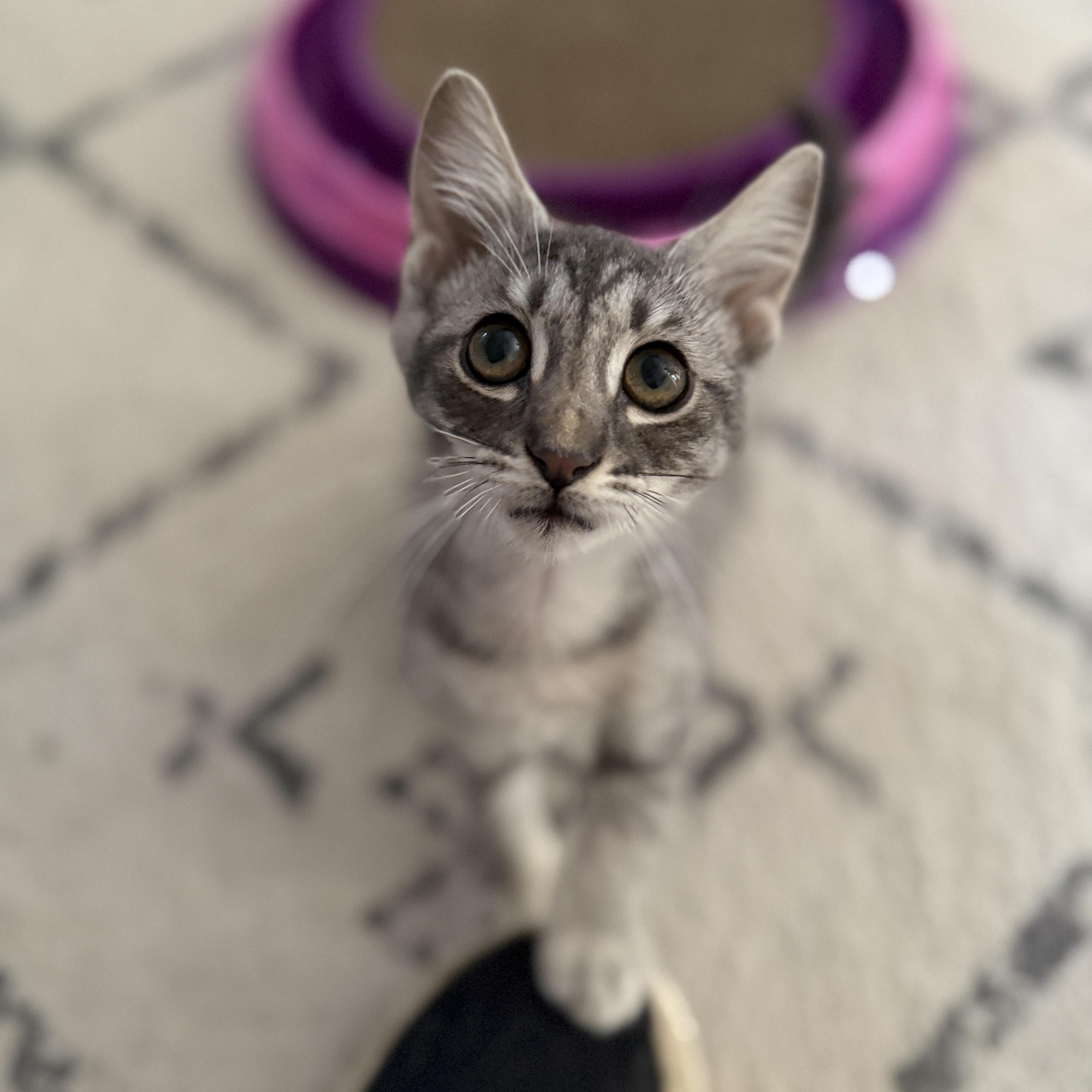 Tucker, ADOPTABLE, Kitten Male Domestic Short Hair.