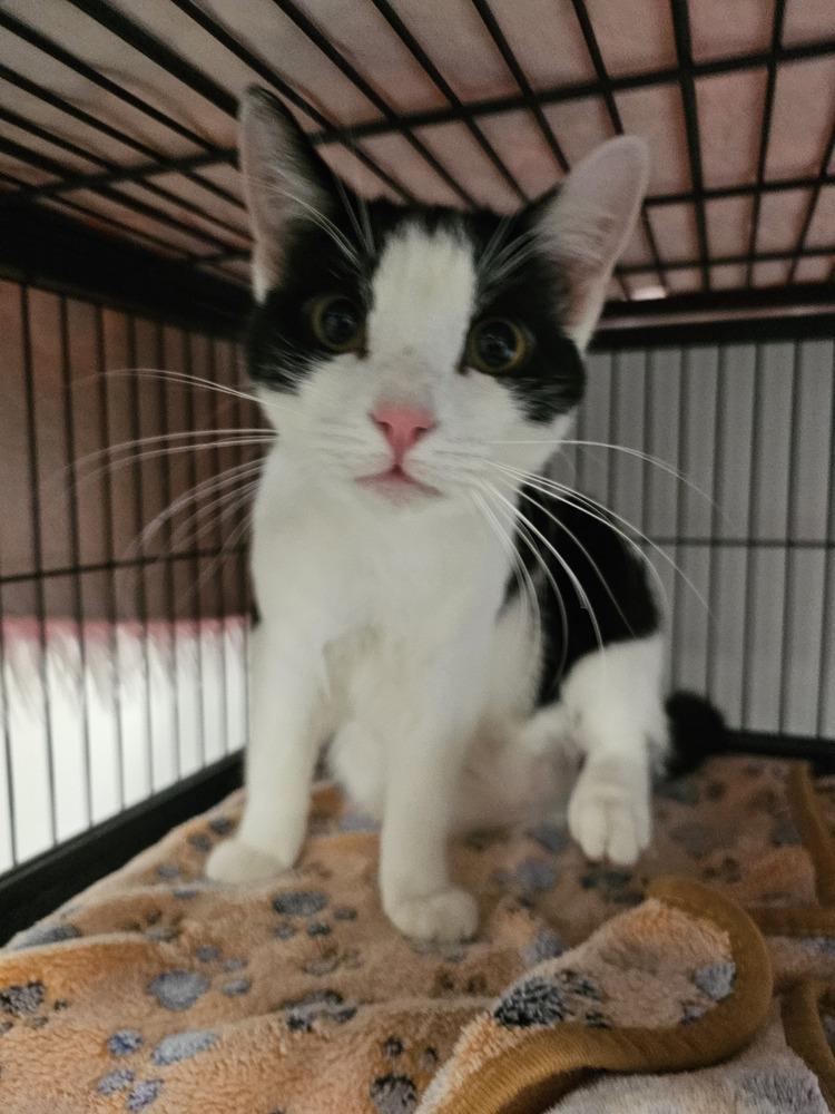 **Cat Cafe** Whippersnapper, a Adoptable Domestic Short Hair in Topeka, KS image 1/4