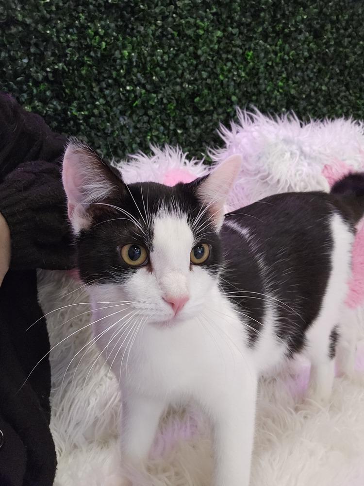 **Cat Cafe** Whippersnapper, a Adoptable Domestic Short Hair in Topeka, KS image 2/4