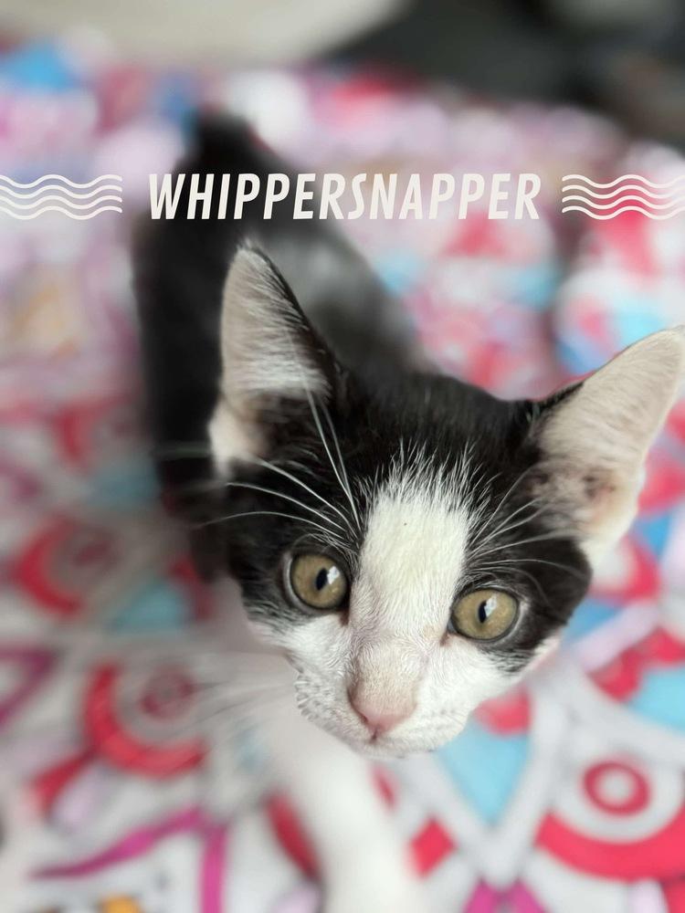 **Cat Cafe** Whippersnapper, a Adoptable Domestic Short Hair in Topeka, KS image 4/4