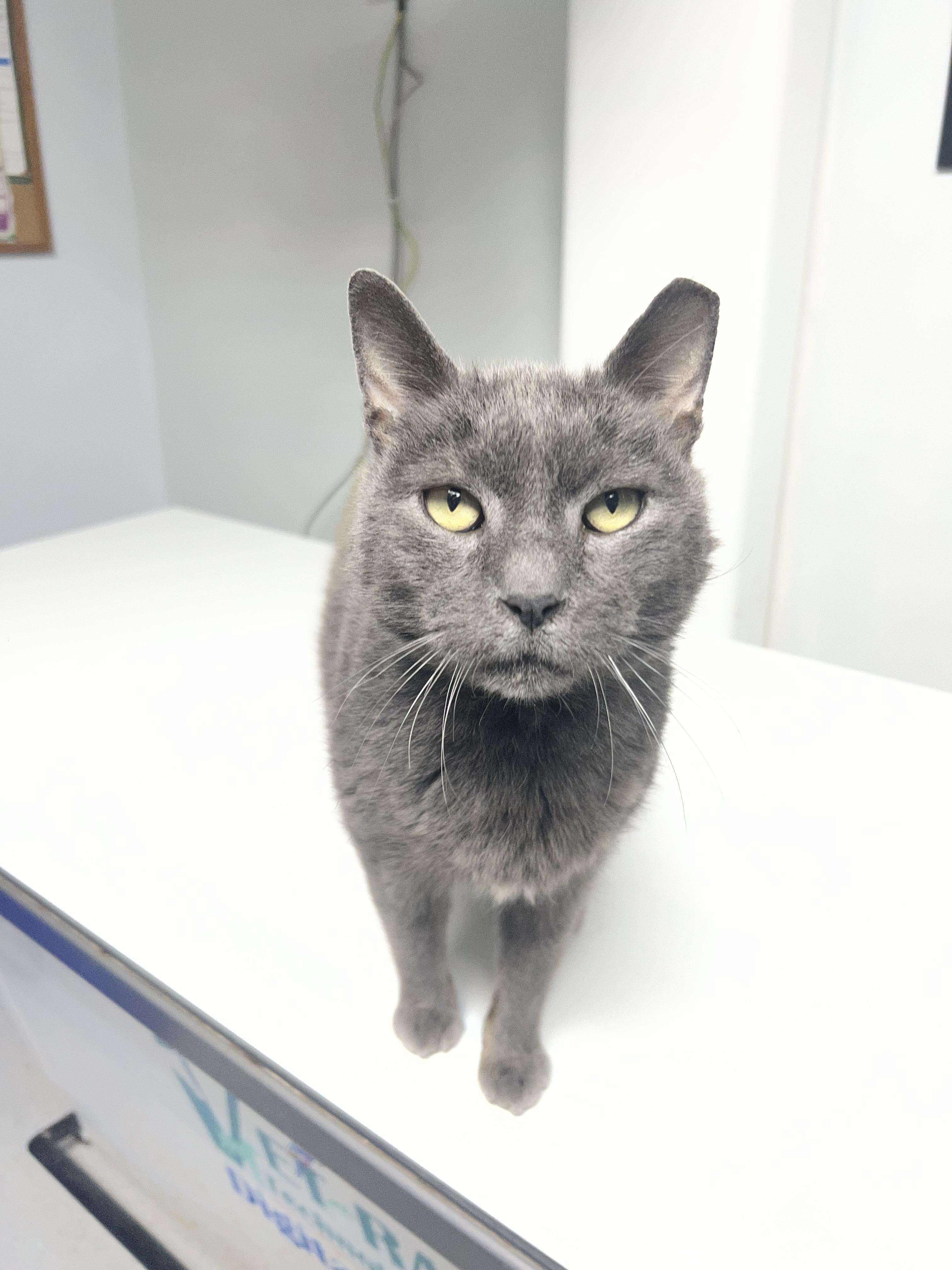 Frosty, ADOPTABLE, Adult Male Russian Blue & Domestic Short Hair.